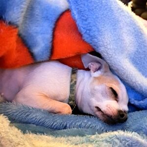 Meet your Posher, Grace